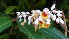 Jayuya, Hacienda Gripinas  flower(2)