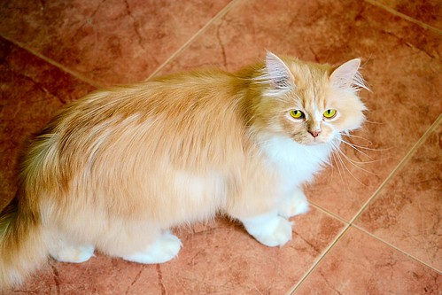 Persi, gato crudo y vainilla de pelo largo y ojos cobre APTO PARA PERROS, nacido en Julio´13, necesita hogar. Valencia. ADOPTADO. 17350970053_250ed21c02
