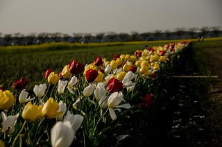 tulips 20