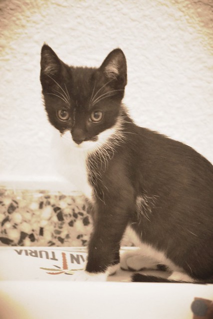 Nico, gatito blanquinegro rebonico y megadulce, nacido en Marzo´15, en adopción. Valencia. ADOPTADO. 17790389700_65d05d2d4e_z