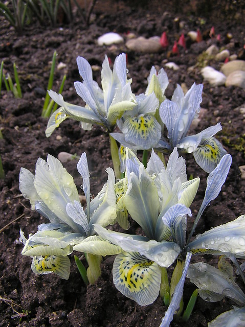 Iris histrioides 'Katharine Hodgin'