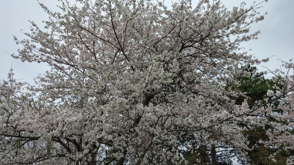 Pictures of the 2015 High Park Cherry Blossoms