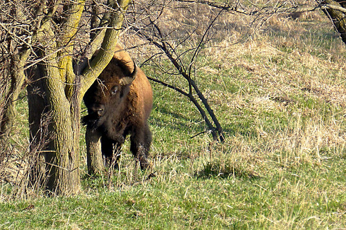 buffalo iowa bull american bison grasslands itch prarie refuge widlife prariegrass nealsmith nealsmithwidliferefuge nealsmithwildlife