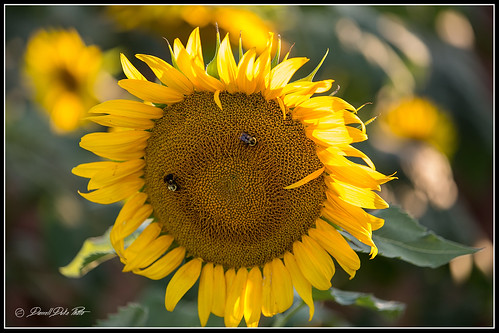 sunflowers draper brattonsville drapersunflowers