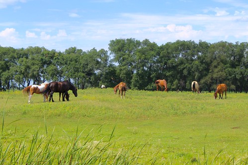 mcleod northdakota horse grazing