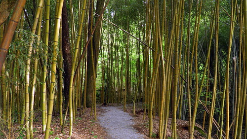 forest path alabama bamboo trail prattville