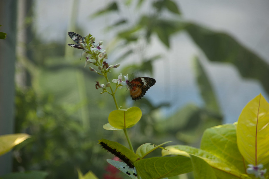 Butterflies inside the St. Maarten Butterfly Farm