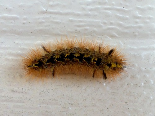 insect caterpillar silverspottedtigermoth