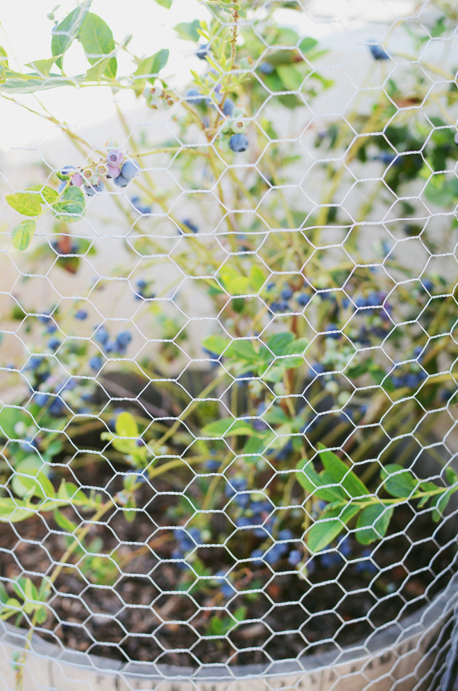 blueberry 2015