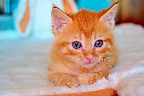 Lion, gatito naranja guapo y resalao nacido en Marzo´15, necesita hogar. Valencia. ADOPTADO. 17343109466_28cfdfa37b