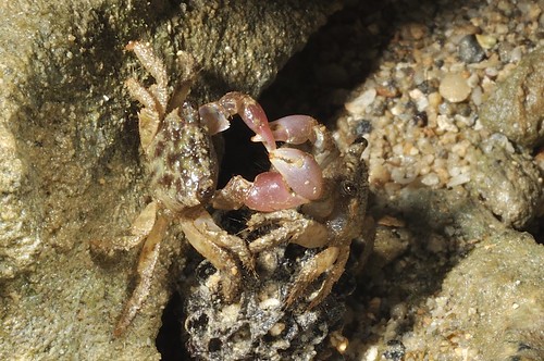 安德遜小相手蟹。圖片來源：國立海洋生物博物館。