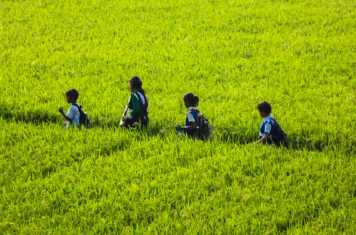 life school people stilllife macro nature girl field grass way landscape leaf education place path environment characters bangladesh paddyfield dhakadivision sreenagarupazila samashpur