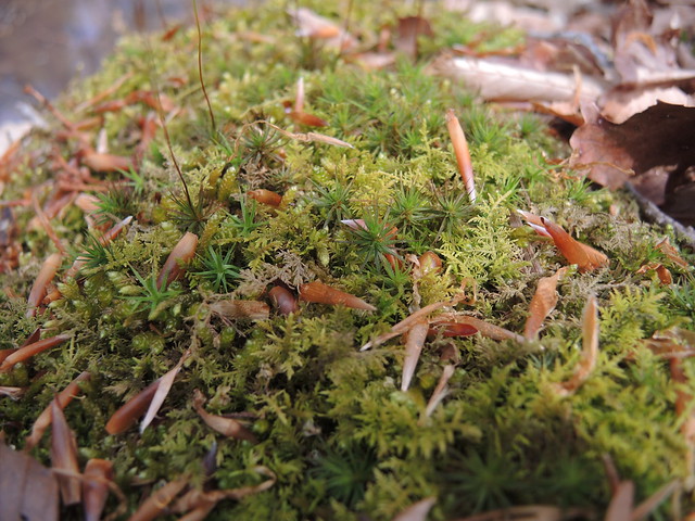 Up close, this patch of moss looks like a mini forest. at Occoneechee State Park Virginia