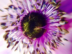 Flower with Macro lenses - Photo of La Gaude
