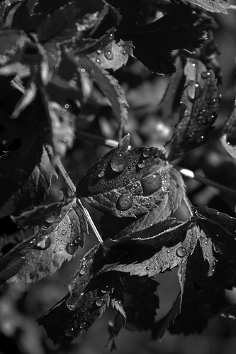 bokeh waterdrops leaves plants morning summer bw nature snapspjw patrickjwhitfield patrick pjw snapshots