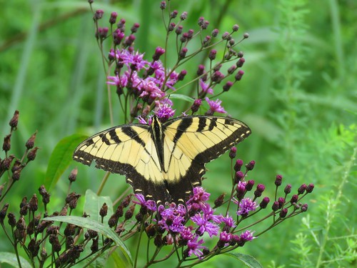 indiana muscatatucknationalwildliferefuge muscatatuck butterfly easterntigerswallowtail papilioglaucus swallowtail