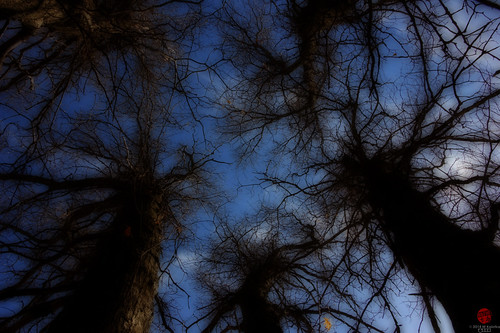 tree sister michigan mother birch barrens spreadeaglebarrens