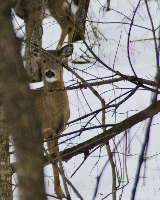 Deer in Dundas Valley Conservation Area 2