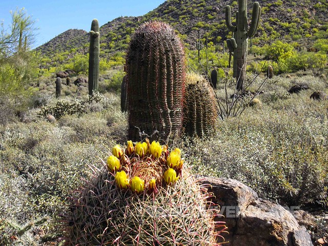 Arizona Desert Adventures-2