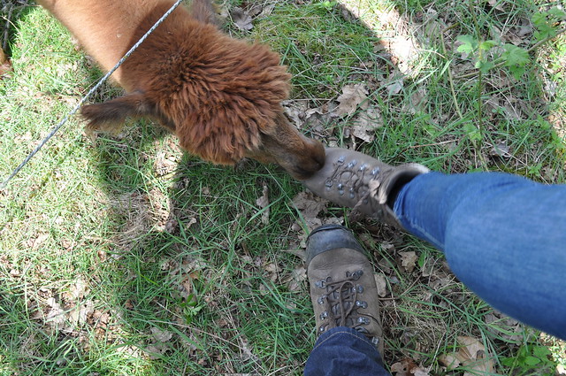 Alpaca meets boot