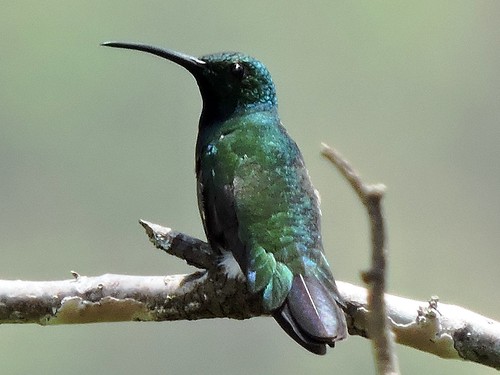 Green-breasted Mango (Anthracothorax prevostii) - male