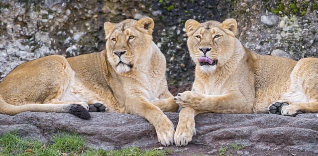 Two lionesses resting together
