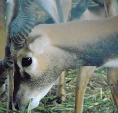 #Deer #innocence in #eyes like my gal #Blue #Jaanwar #Gujarat #Vadodara #Wildlife #Awesomenature #traveller #Explorer