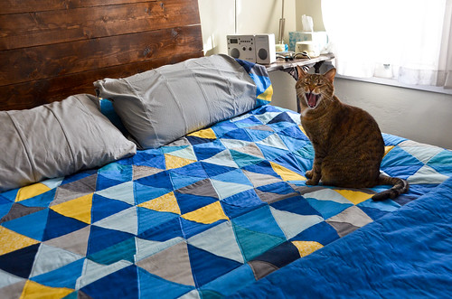 Cat Yawn on the New Quilt