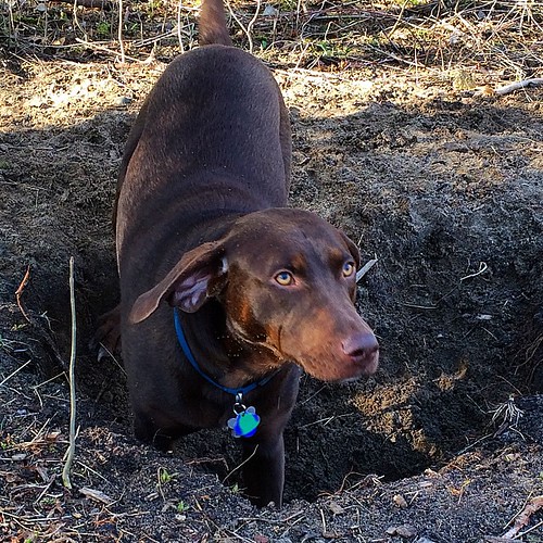 Hole? What hole? #Sasha #dogpark
