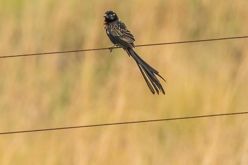 krugertochrissiesmear pgc redcollaredwidowbird southafrica2015 widowbirds elukwatini mpumalanga southafrica za