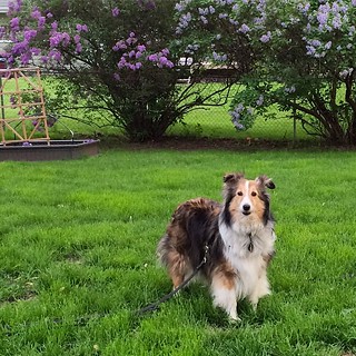 Maggie waits for cheese.#fosterdog #puppymilldog