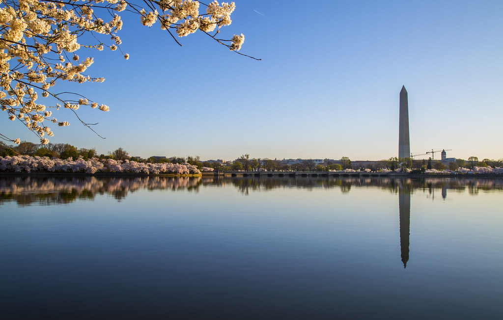 華盛頓的櫻花
