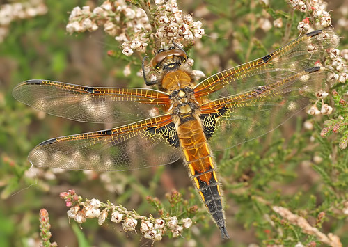 insect four dragonfly spotted chaser odonata
