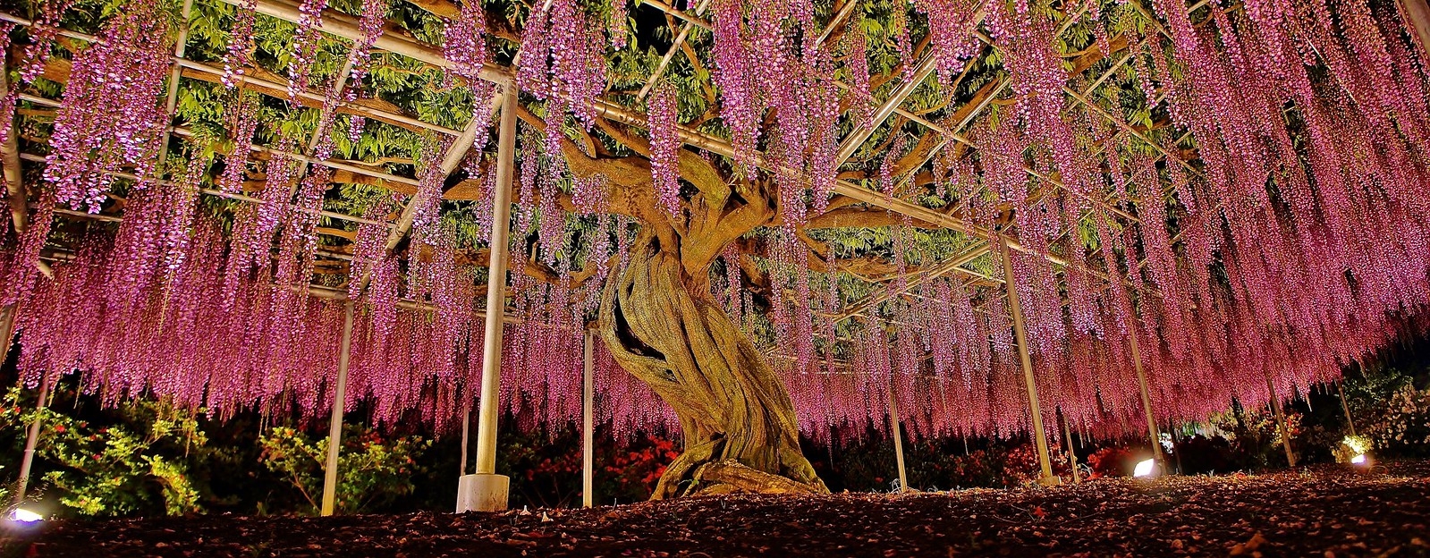 Wisteria Illumination at the Ashikaga Flower park