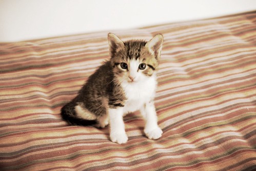 Abbot, gatito pardo y blanco mimosón, nacido en Marzo´15, busca hogar. Valencia. ADOPTADO. 16530718913_38f0bd2e36