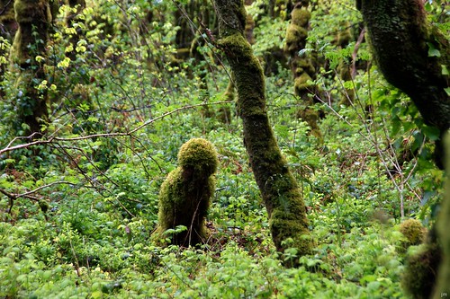 tree forest plante vert paysage extérieur foret arbre forêt bonhomme mousse locronan sphaigne