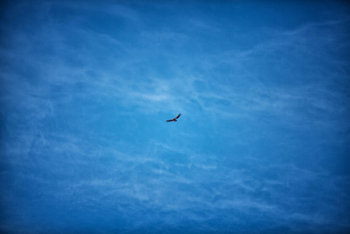 sky bird bluesky condor californiacondor jeffmuth