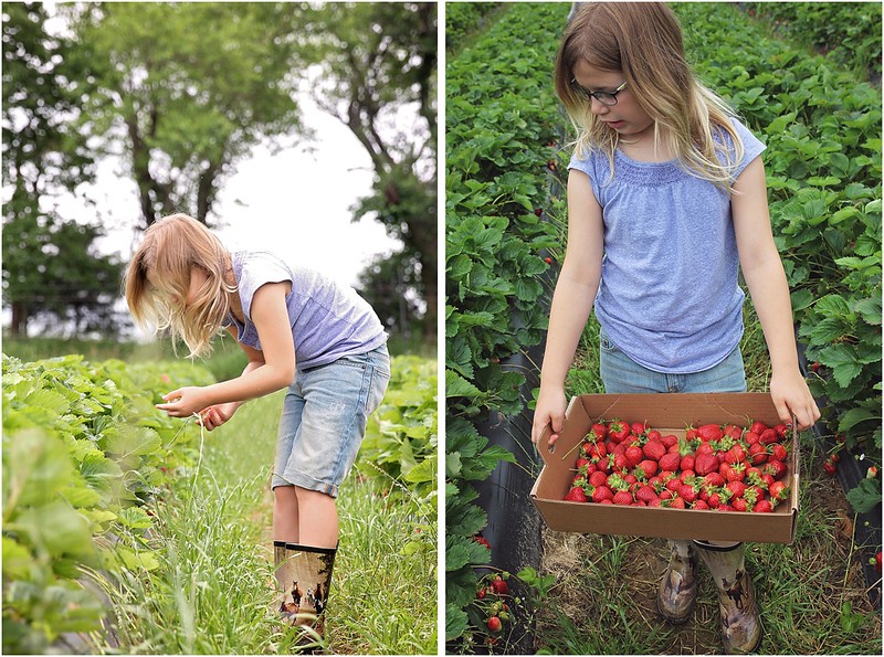 Kansas City Photographer Strawberry Picking