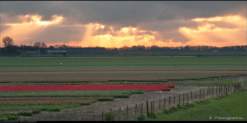sunrise geotagged sheep nederland schapen bollenvelden nld zonsopkomst avenhorn provincienoordholland grosthuizen peterbijkerkeu westfrieseomringdijk kathoek geo:lat=5261263150 geo:lon=495798826