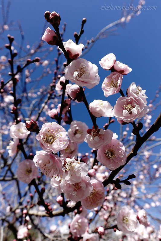Plum Blossoms 1  (梅花)
