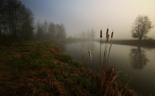 morning trees mist lake fog canon landscape mirror scenery springtime drohiczyn cesarz marcelxyz