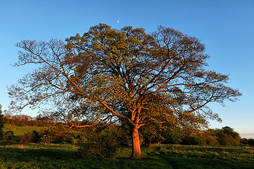 uk greatbritain sunset england moon tree grass countryside spring europe unitedkingdom branches hill eu sunny bluesky lincolnshire lincoln gb trunk april bushes 2015 southcommon