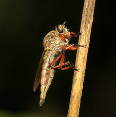Asilidae (Robberfly)