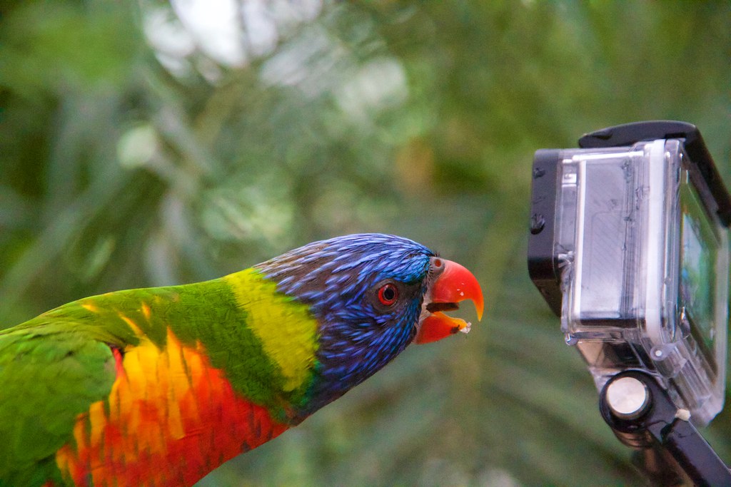 Bird looking at my GoPro