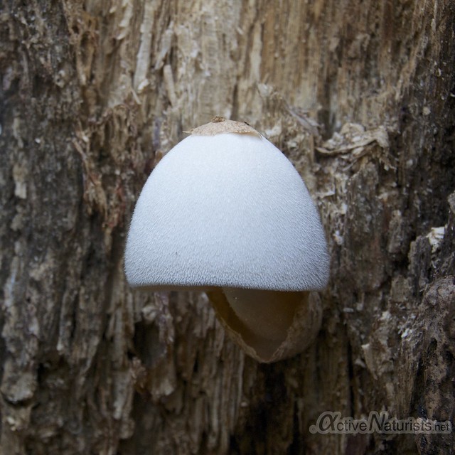 mushroom 0000 Lake Como resort, Florida, USA