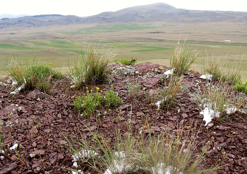 flowers outdoors scenery montana rocks hiking scenic