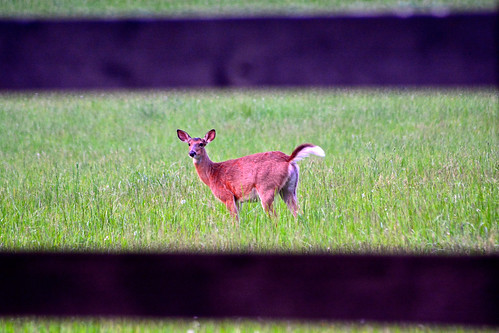 2015 animals botetourt botetourtcounty day deer everything nature nosduhmj sunset troutville virginia wildlife brunswickforgeroad outdoor