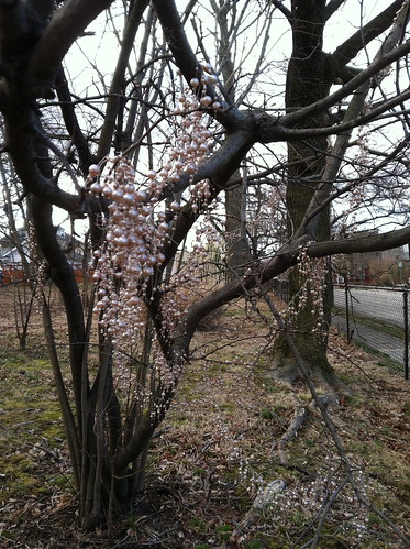 pearls on the tree