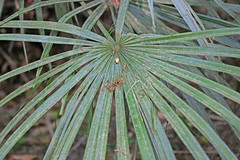 Clumping palm
Long spine 'needles' coming from trunk
Evergreen
