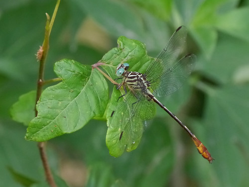 mikaelbehrens dragonfly texas wildlife gonzalesindependencepark insect gonzales unitedstates us